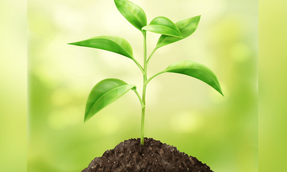 growing plant